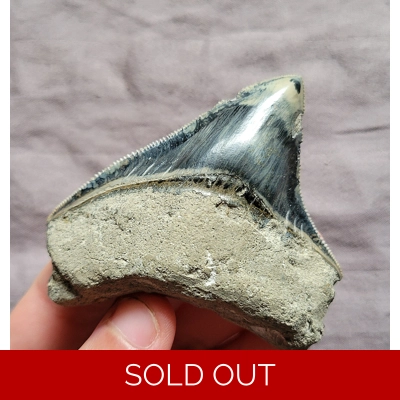 Nice Blue Crisp Posterior Megalodon Shark Tooth Fossil From Indonesia